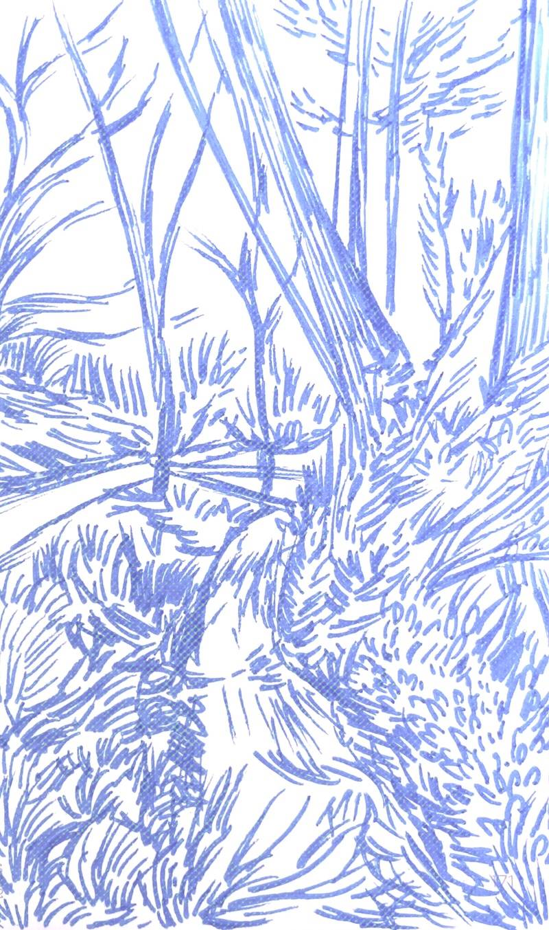 sketch