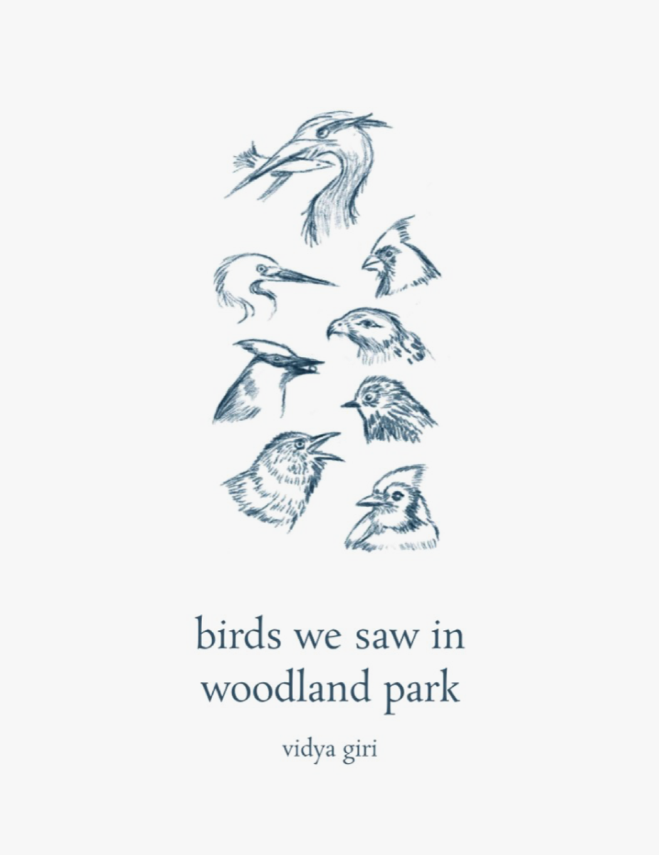 birds we saw in woodland park