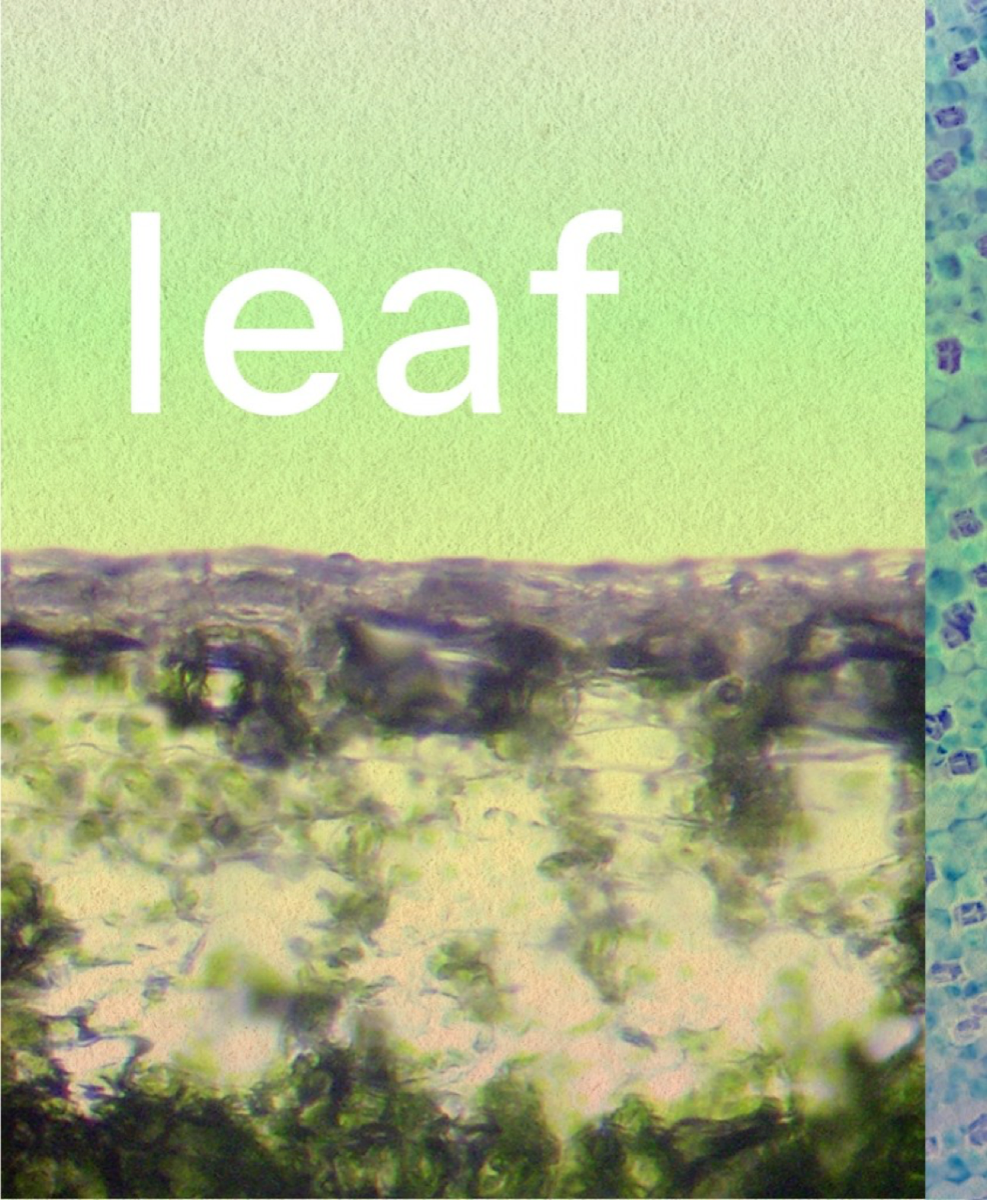 leaf